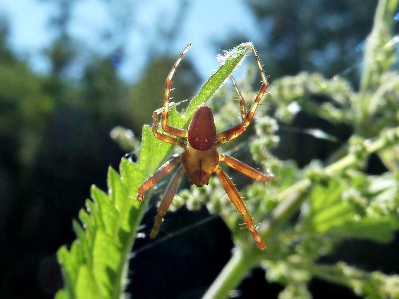 Araneus alsine - Nosate (MI)